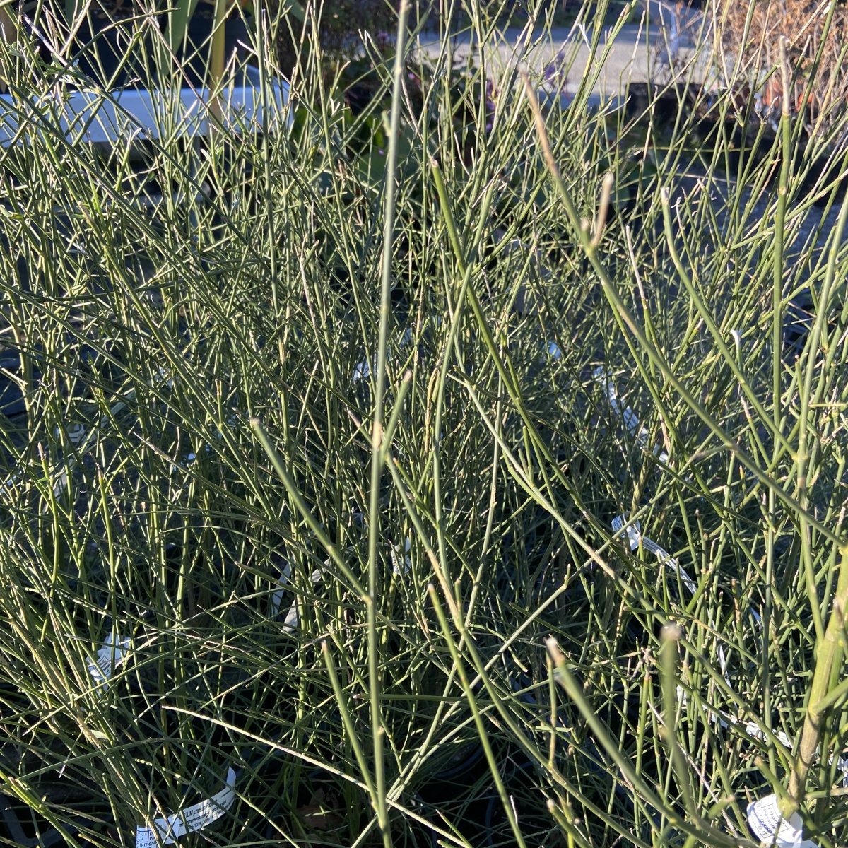 Arbusto - SPARTIUM junceum in vendita