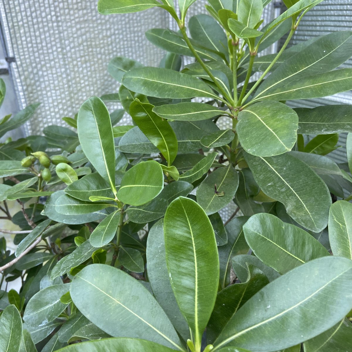 Arbusto - OCHROSIA elliptica