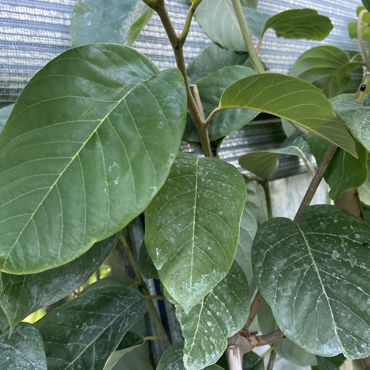 Albero o Alberello - ANNONA cherimola Fino de Jete
