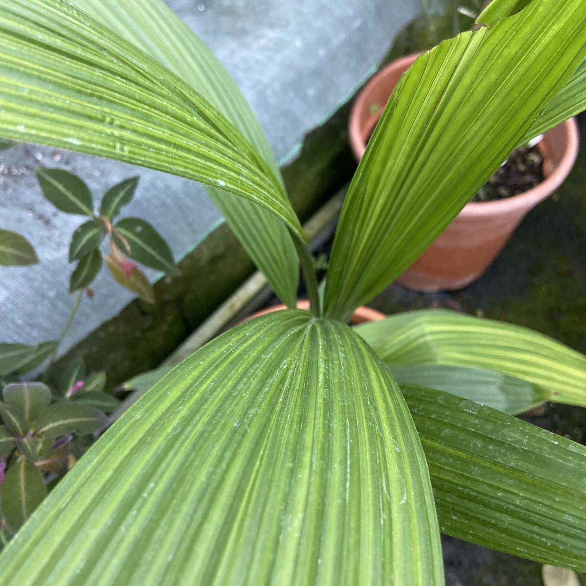 Erbacea - CURCULIGO capitulata    