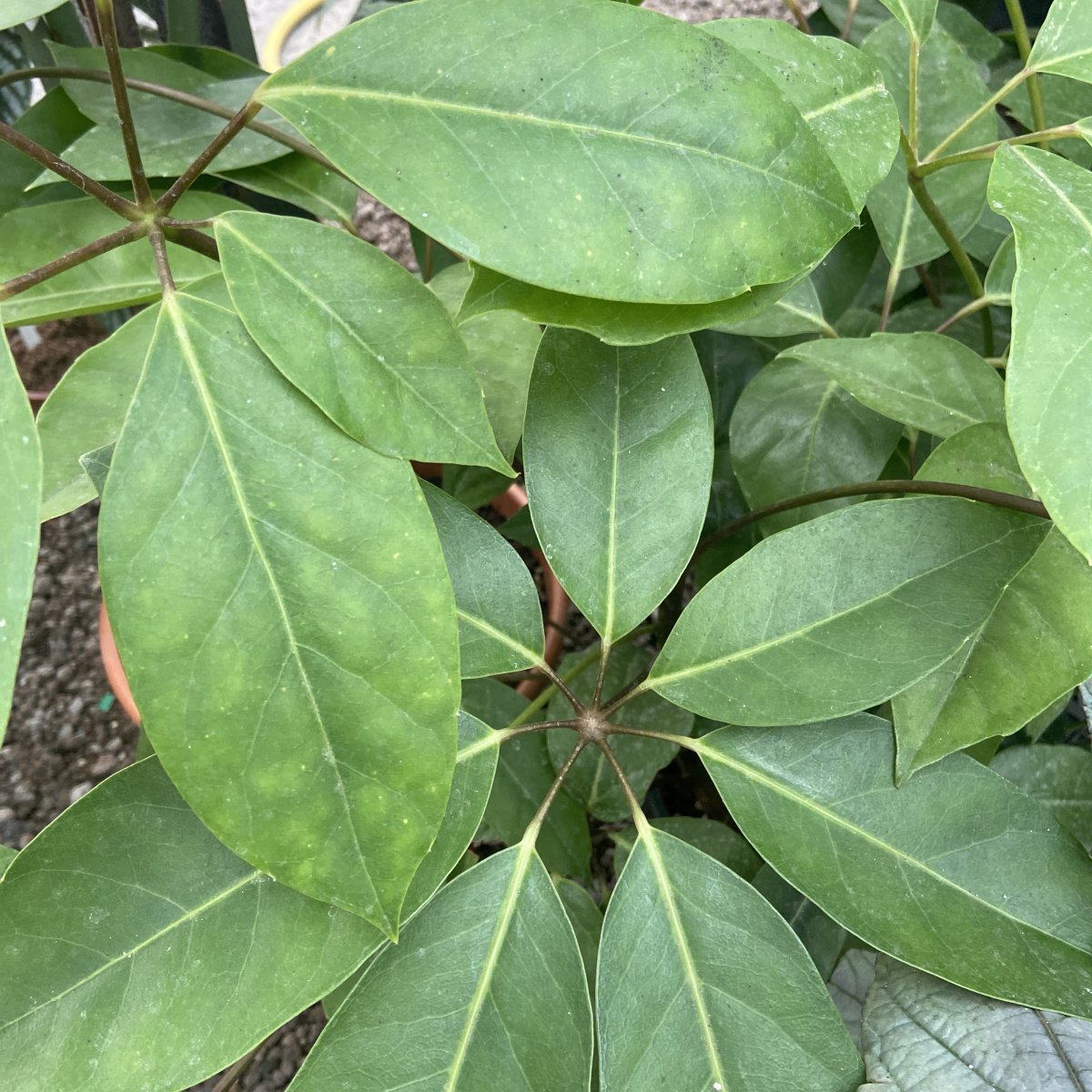 Arbusto - SCHEFFLERA actinophylla sin. BRASSAIA