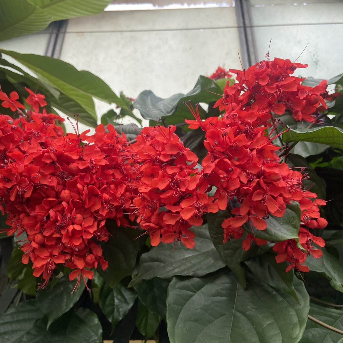 Arbusto - CLERODENDRUM splendens