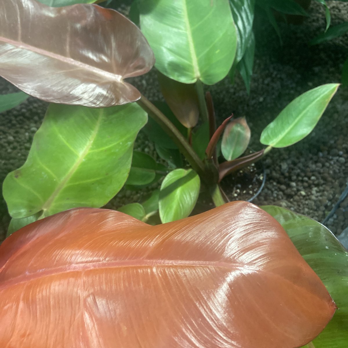 Arbusto - PHILODENDRON erubescens Prince of Orange