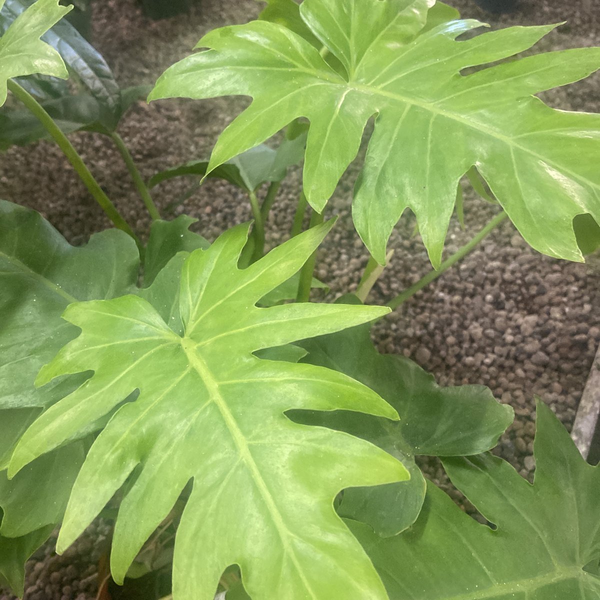 Arbusto - PHILODENDRON lacerum
