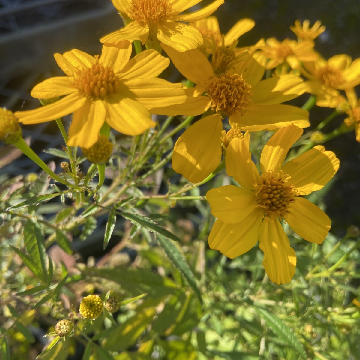 Arbusto - TAGETES lemmonii in vendita
