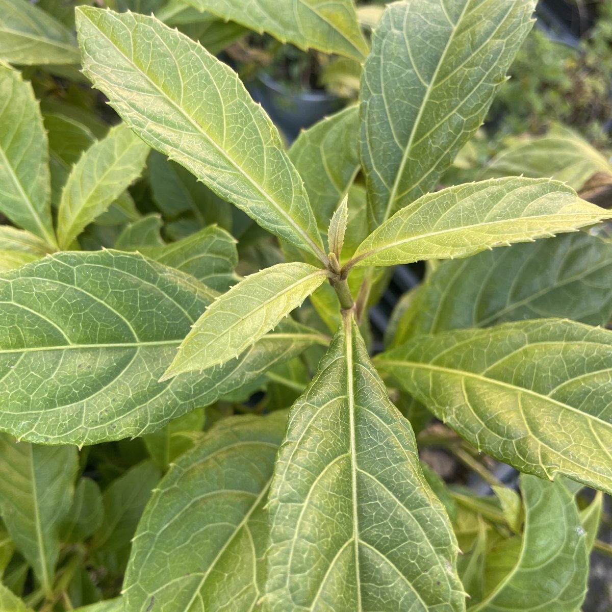 Arbusto - VERNONIA fulta in vendita