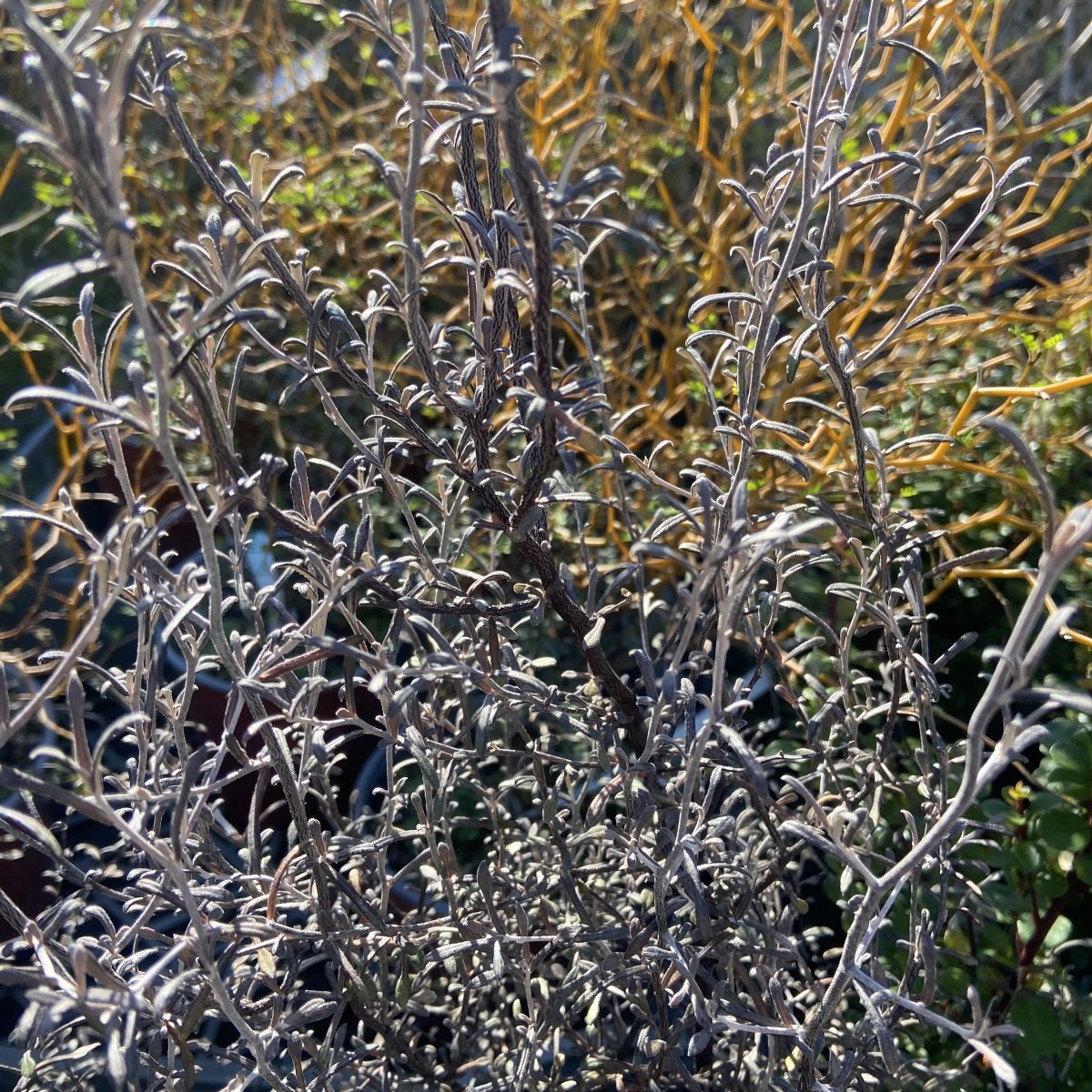 Arbusto - COROKIA virgata Maori Silver in vendita