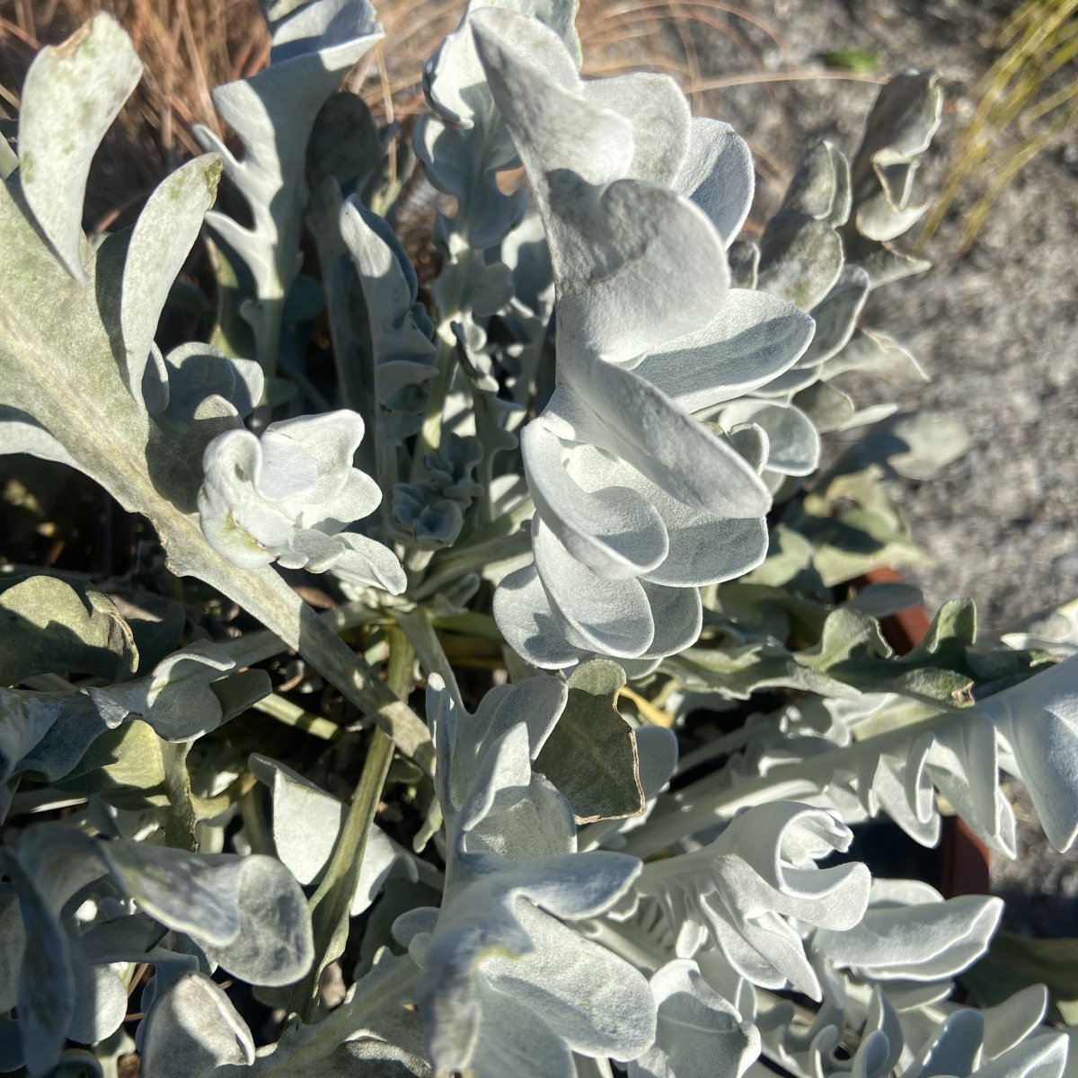 Arbusto - CENTAUREA ragusina