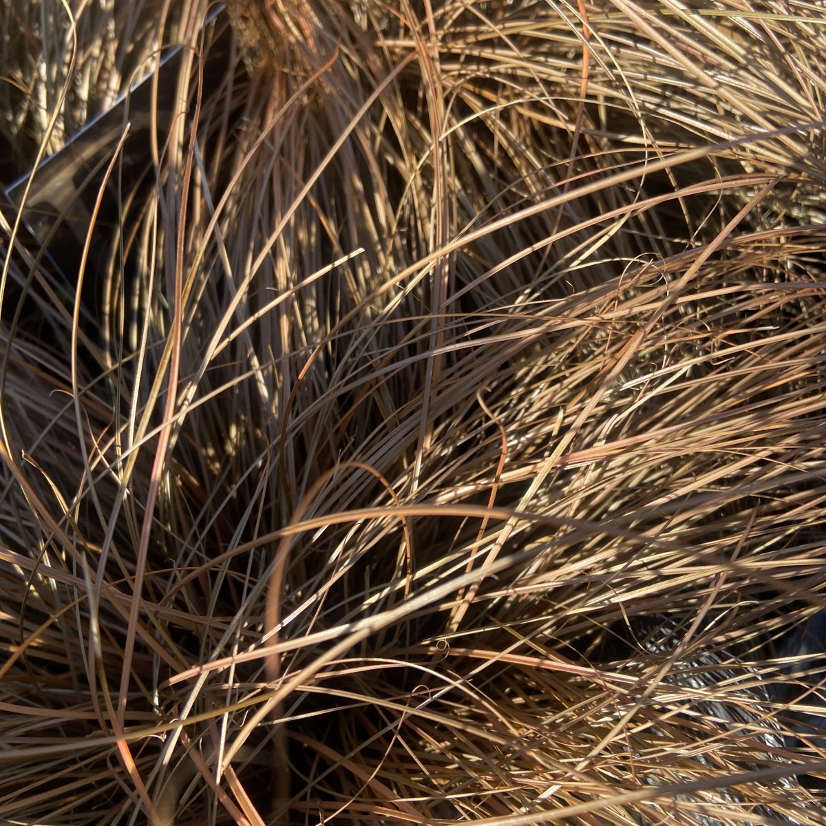 Erbacea - CAREX comans Bronze Form in vendita