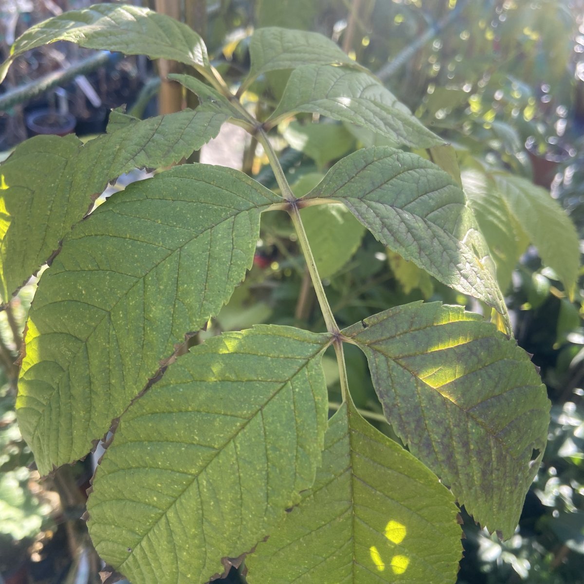 Arbusto - TECOMA castenifolia in vendita