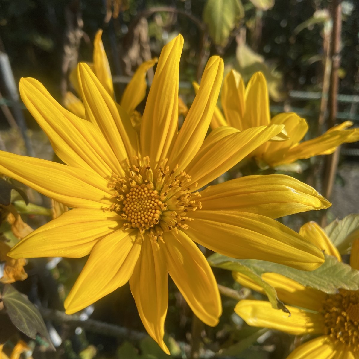 Arbusto - TITHONIA diversifolia in vendita