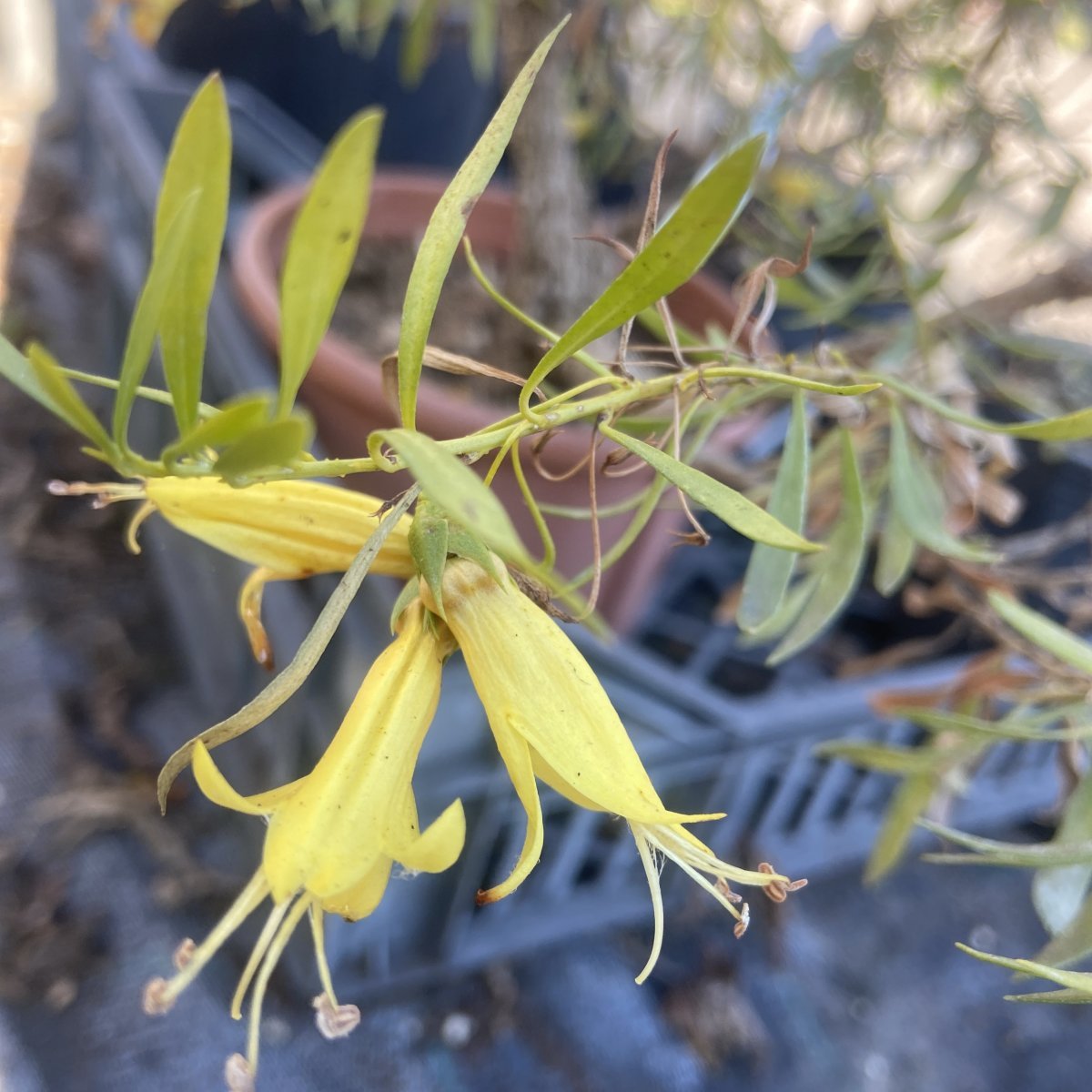 Arbusto - CORREA backhouseana