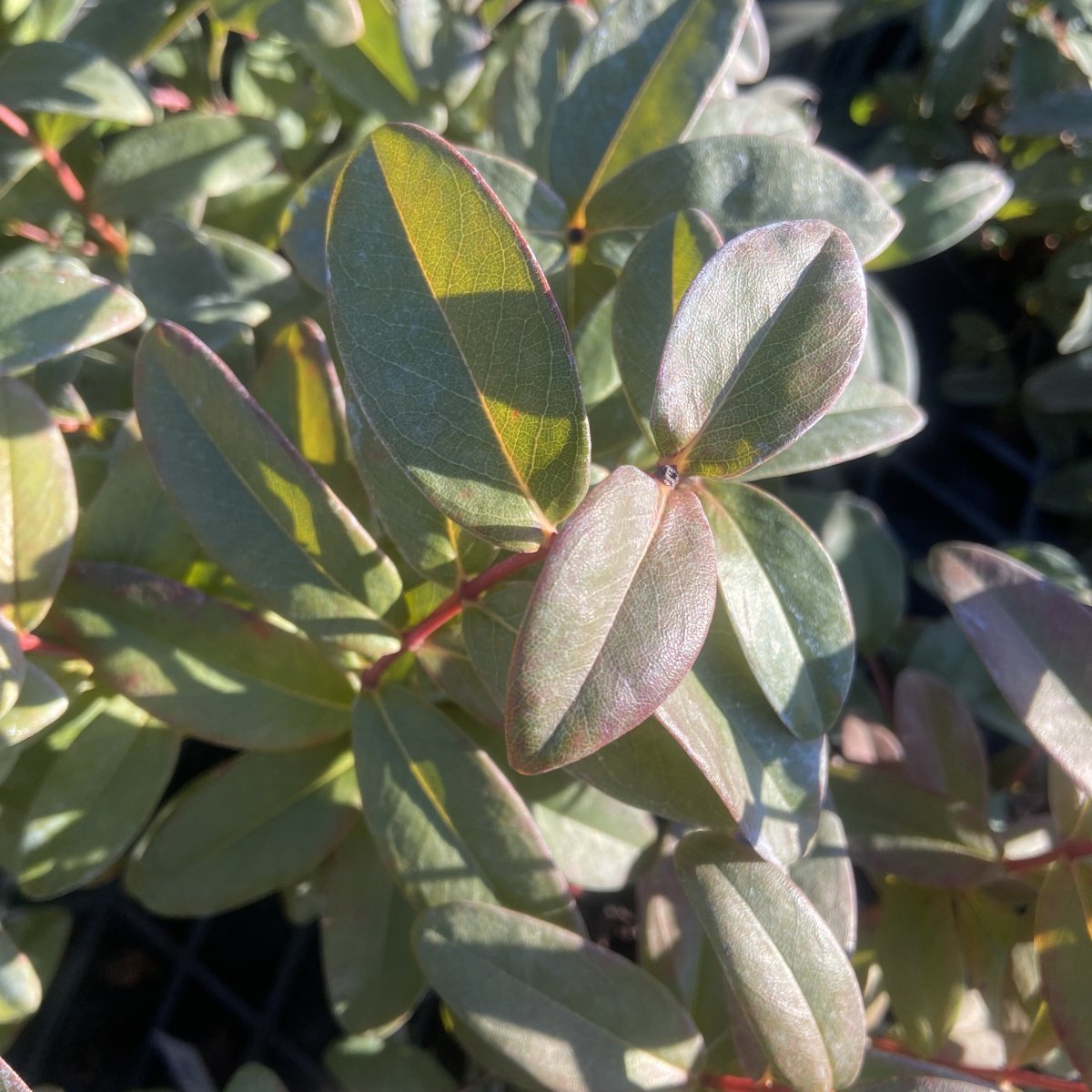 Arbusto - HYPERICUM moserianum in vendita