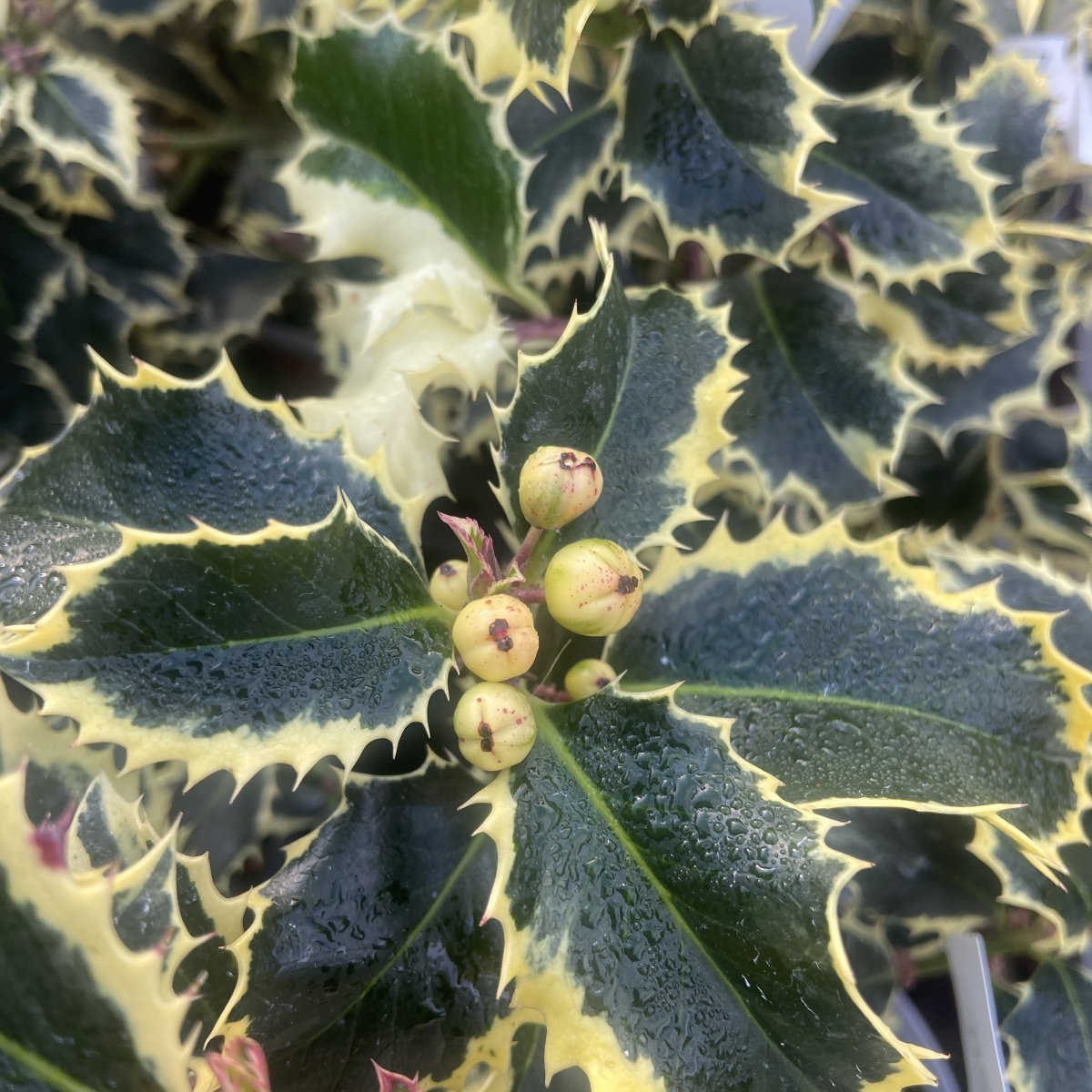 Arbusto - ILEX aquifolium Albomarginata in vendita