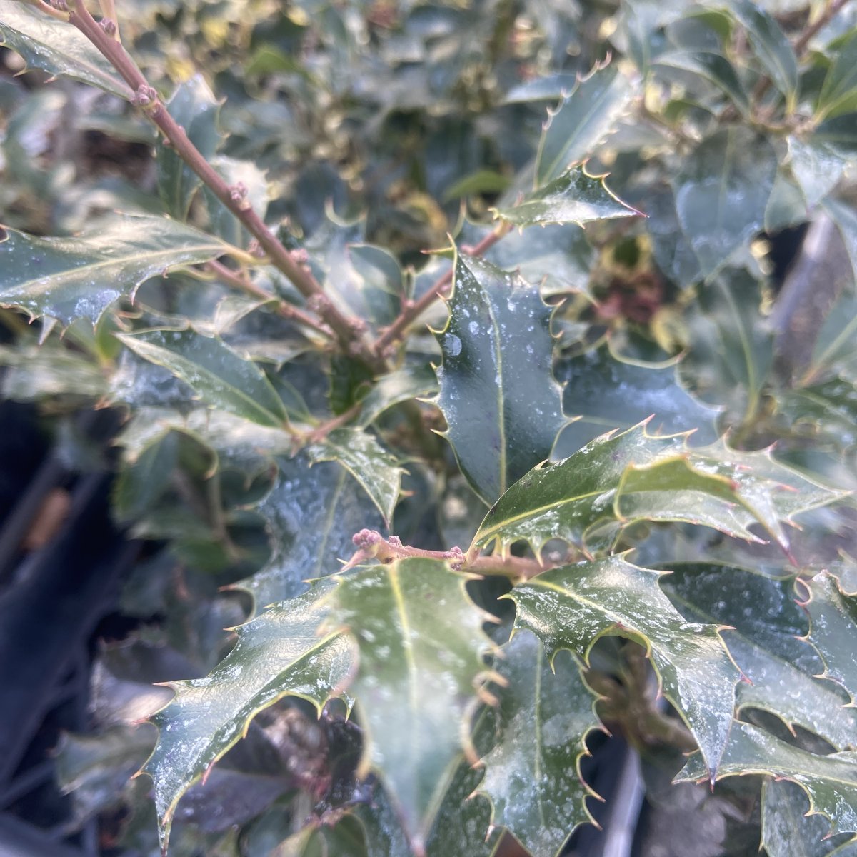 Arbusto - ILEX meserveae Blue Angel in vendita