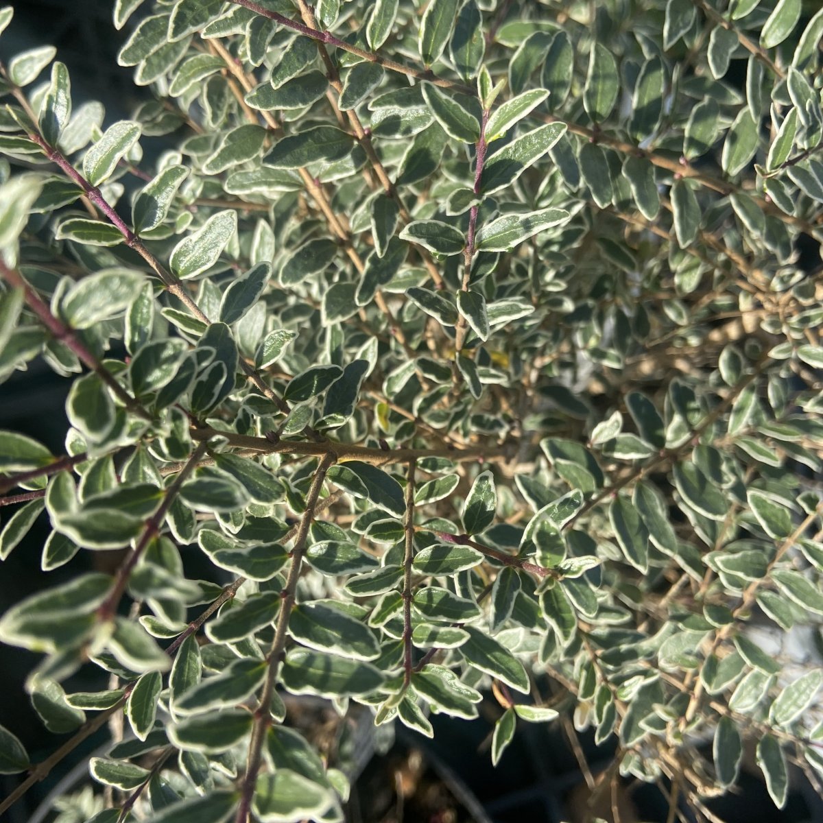 Arbusto - LONICERA nitida Silver Beauty in vendita