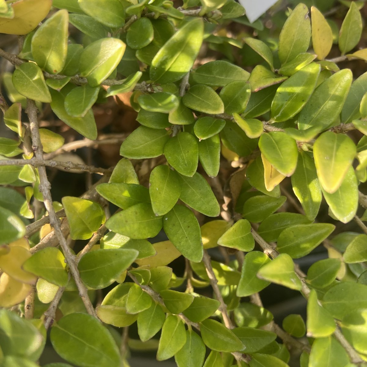 Arbusto - LONICERA nitida Golden Glow