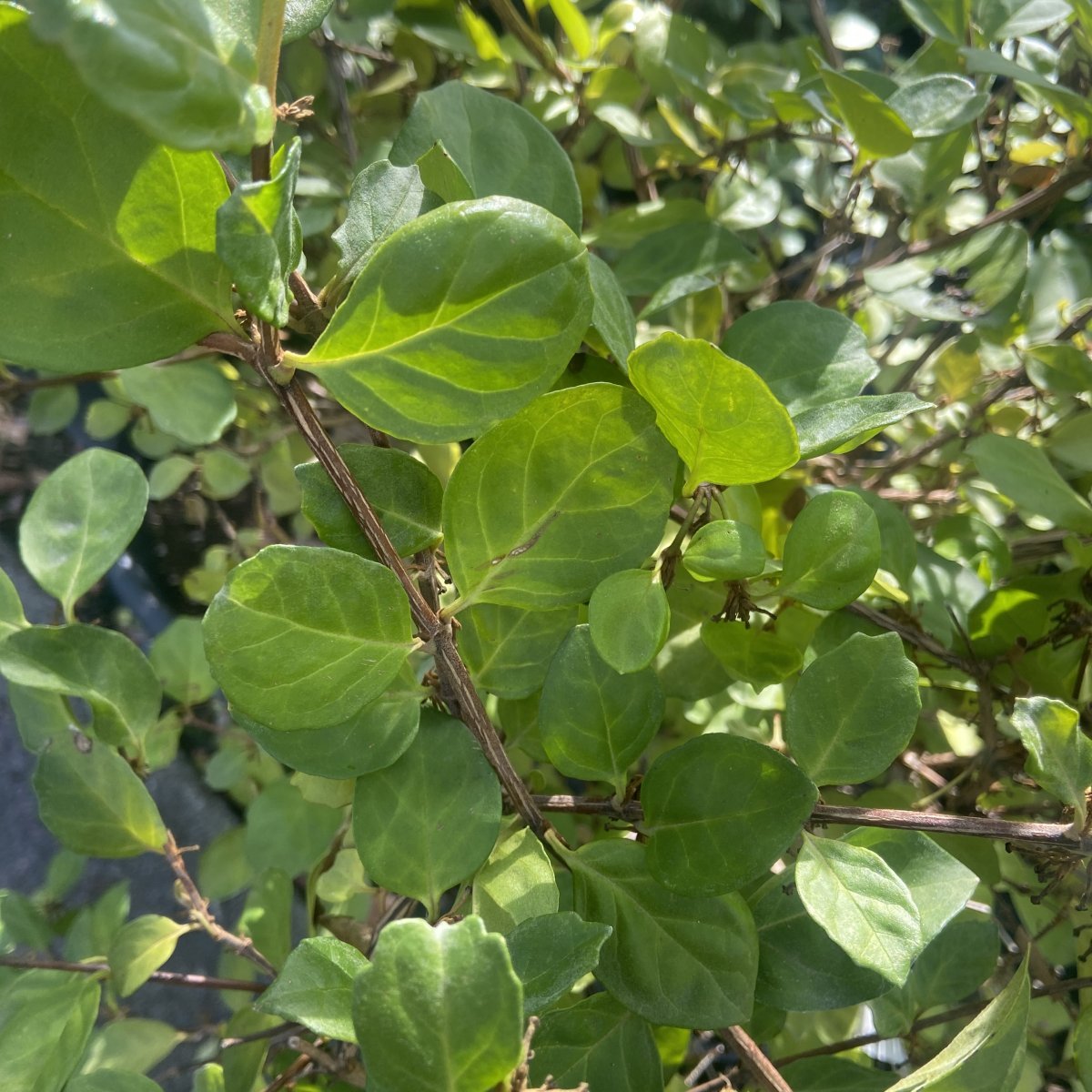 Arbusto - BUDDLEJA indica in vendita