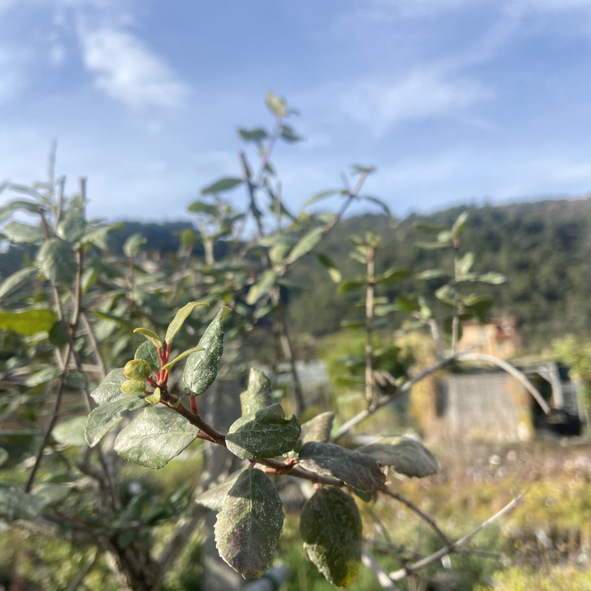 Arbusto - CRINODENDRON patagua