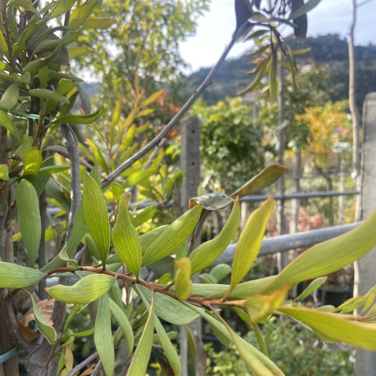 Arbusto - HAKEA laurina           
