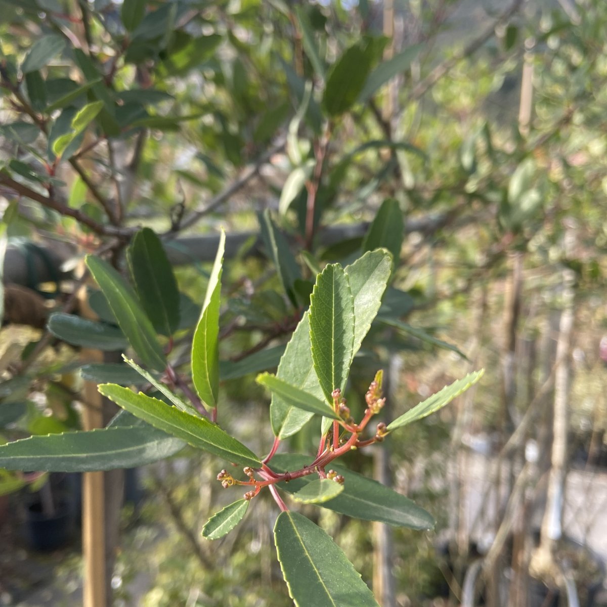 Arbusto - NOLTEA africana SAPONE AFRICANO