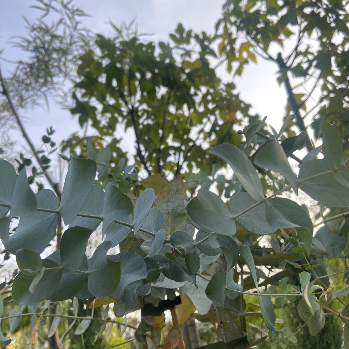 Albero o Alberello - EUCALYPTUS cinerea