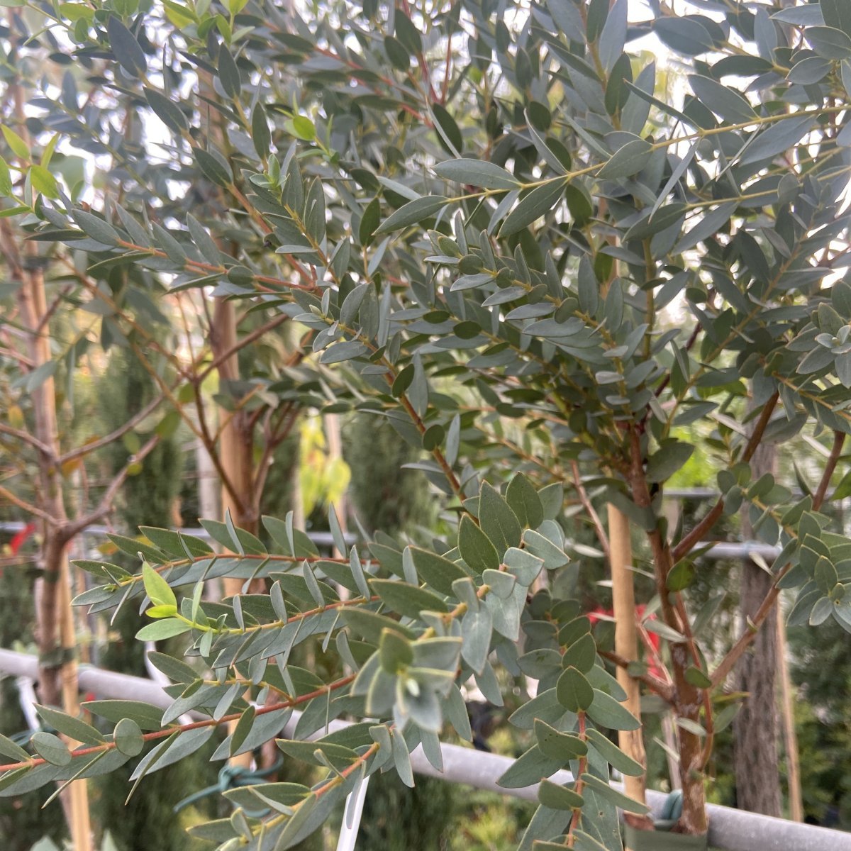 Albero o Alberello - EUCALYPTUS parvifolia