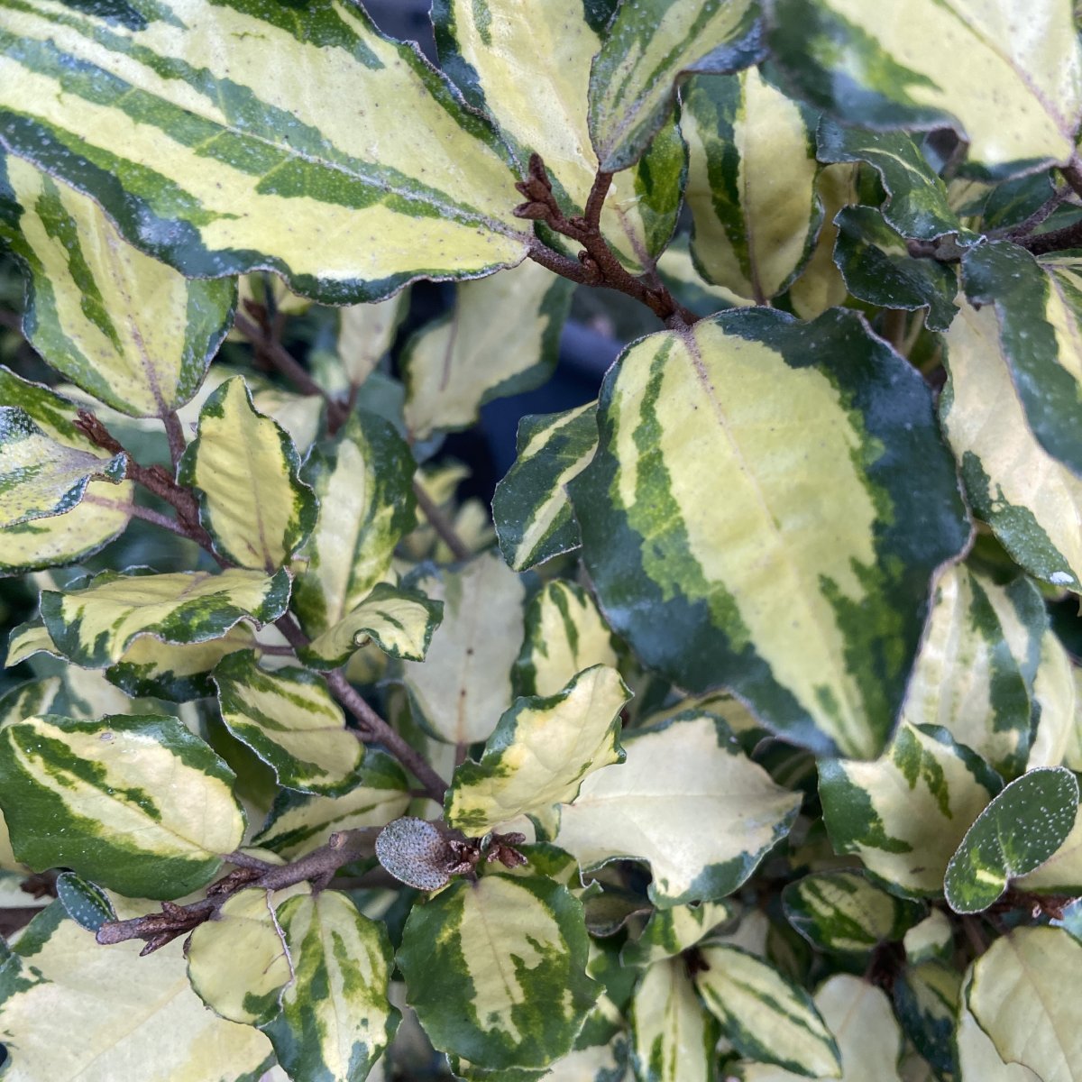 Arbusto - ELAEAGNUS x ebbingei Maryline