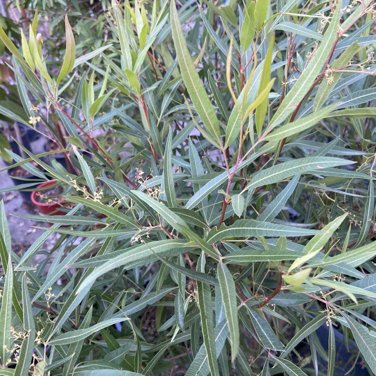 Arbusto - SEARSIA viminalis syn. RHUS  in vendita