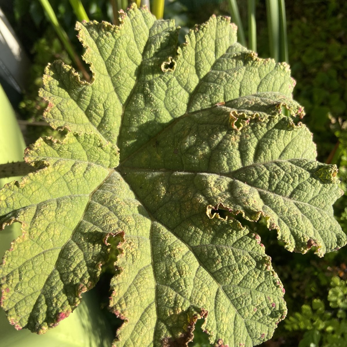 Erbacea - GUNNERA manicata