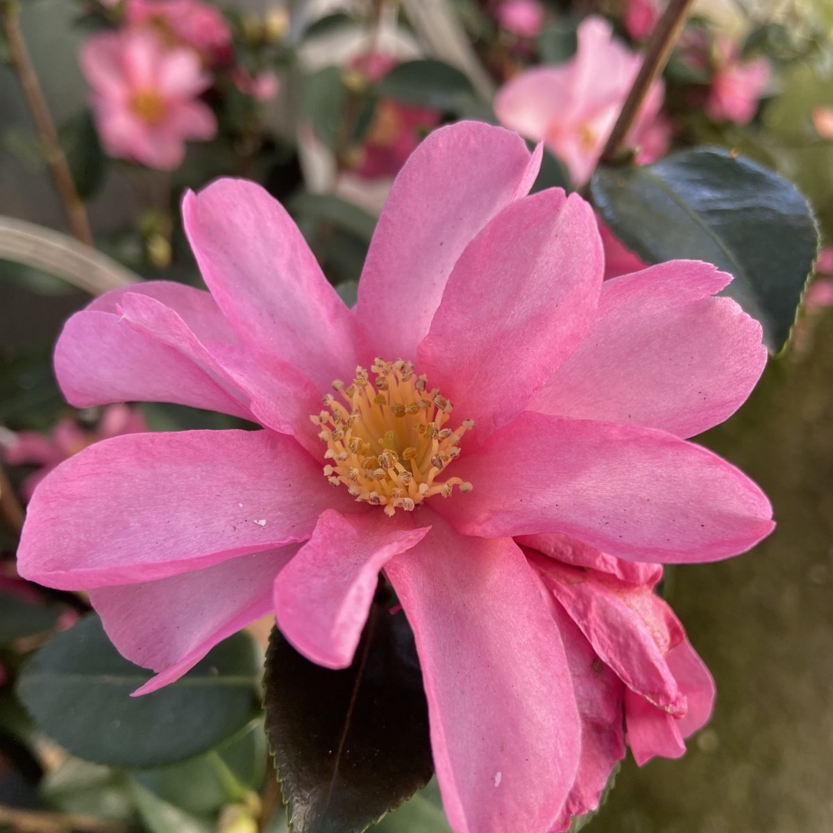 Arbusto - CAMELLIA sasanqua                    in vendita