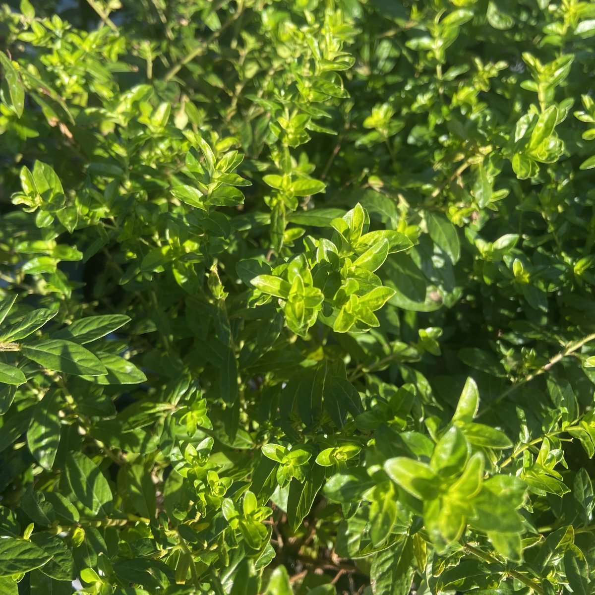 Arbusto - CUPHEA hyssopifolia in vendita