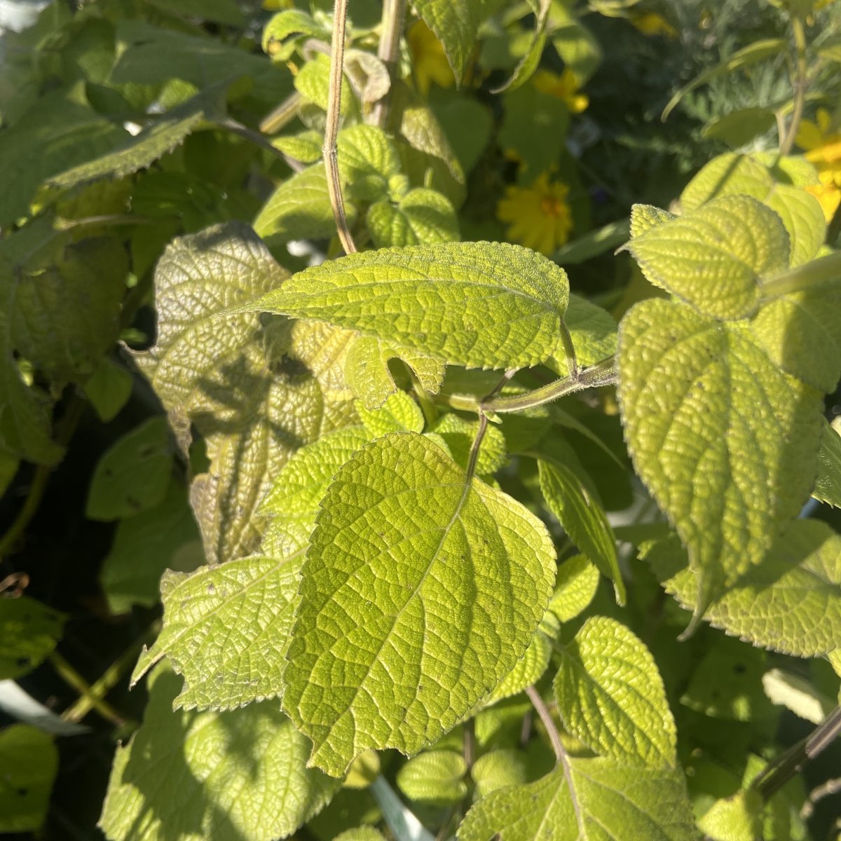 Arbusto - SALVIA guaranitica in vendita