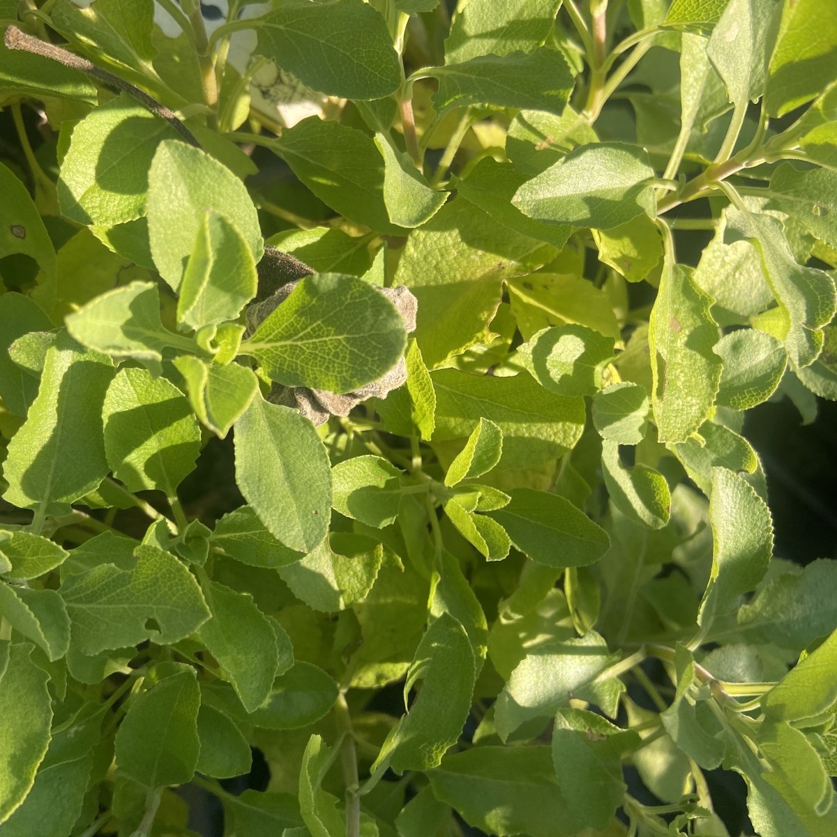 Arbusto - SALVIA africana lutea in vendita