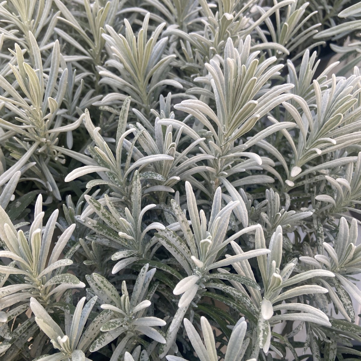 Arbusto - LAVANDULA angustifolia in vendita