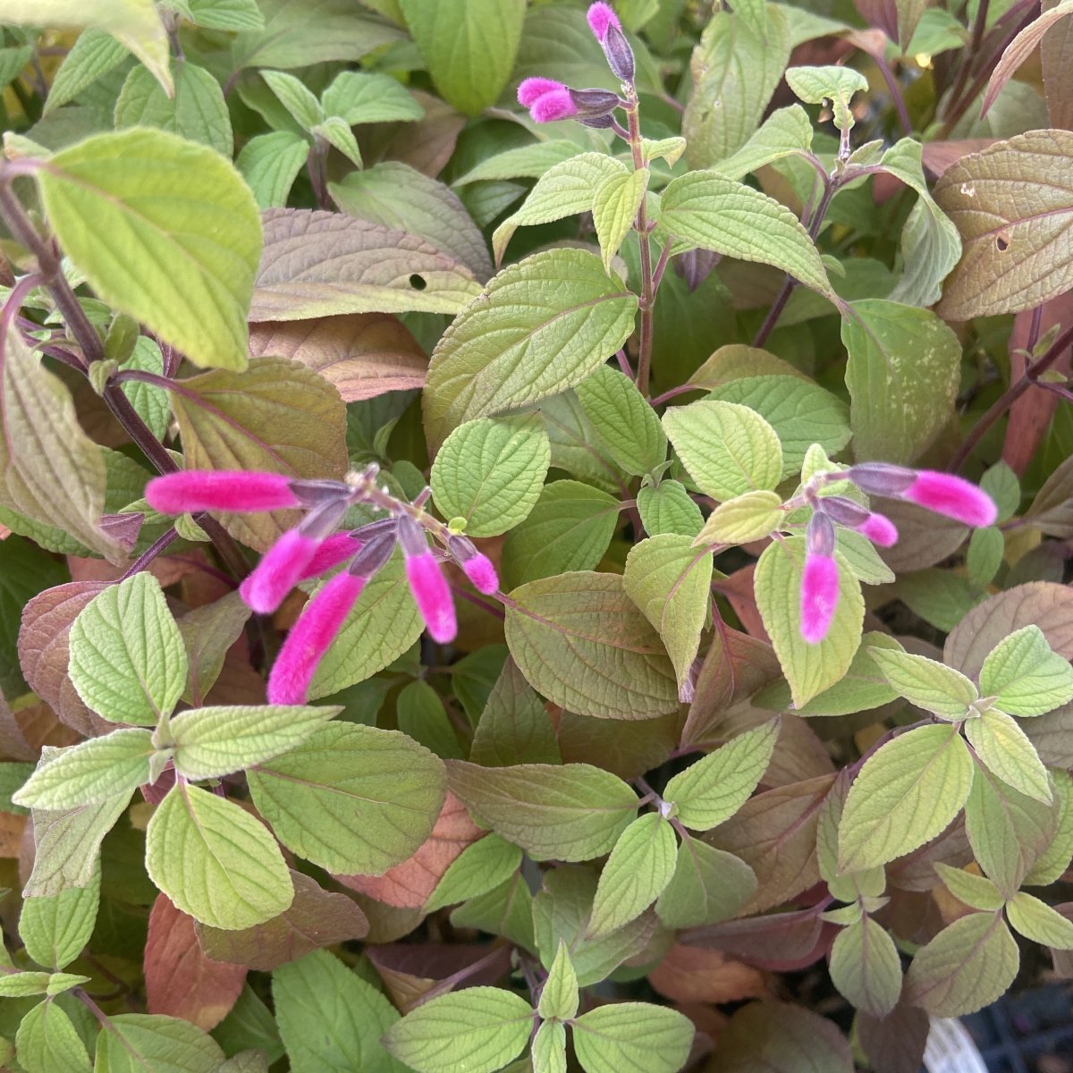 Arbusto - SALVIA curviflora in vendita