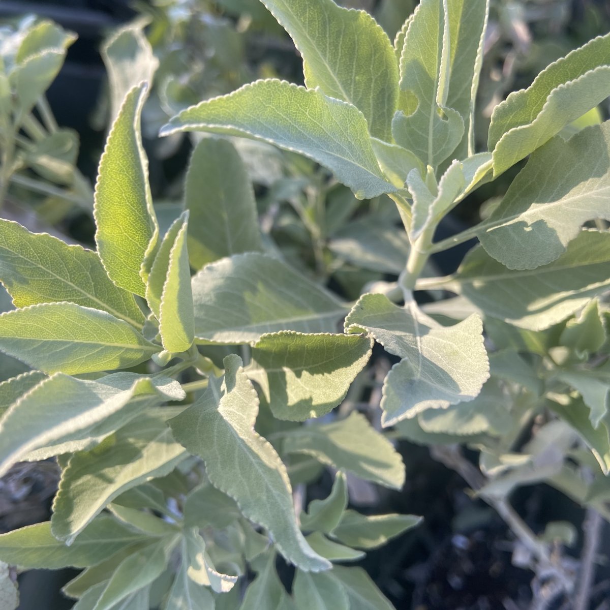Arbusto - SALVIA apiana in vendita