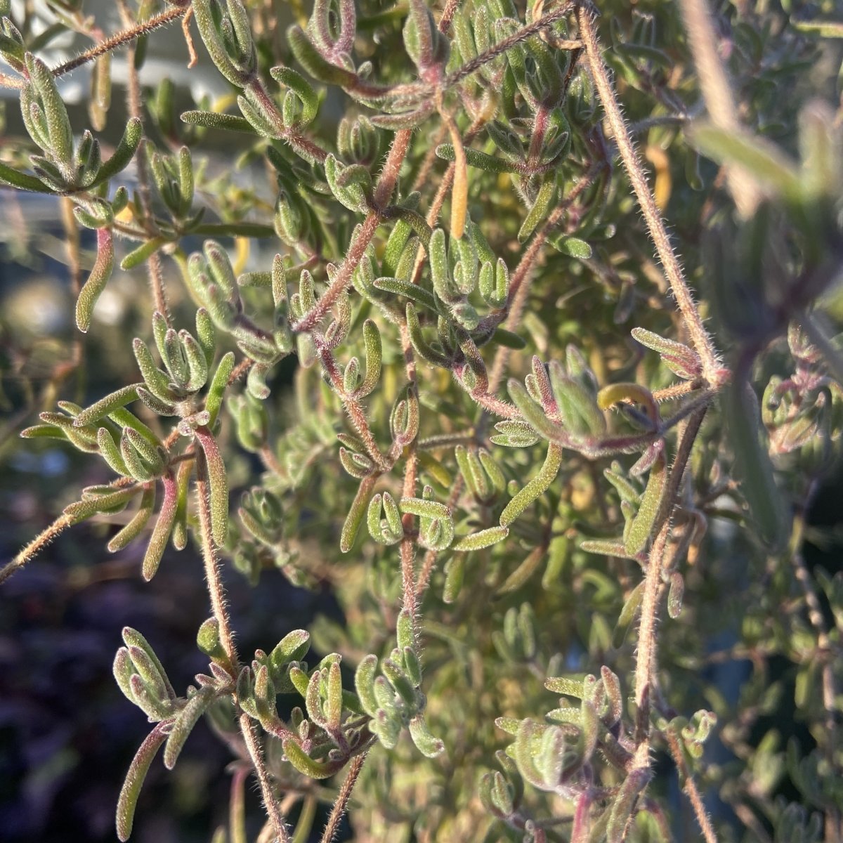 Succulenta - DROSANTHEMUM floribundum BARBA DI GIOVE in vendita
