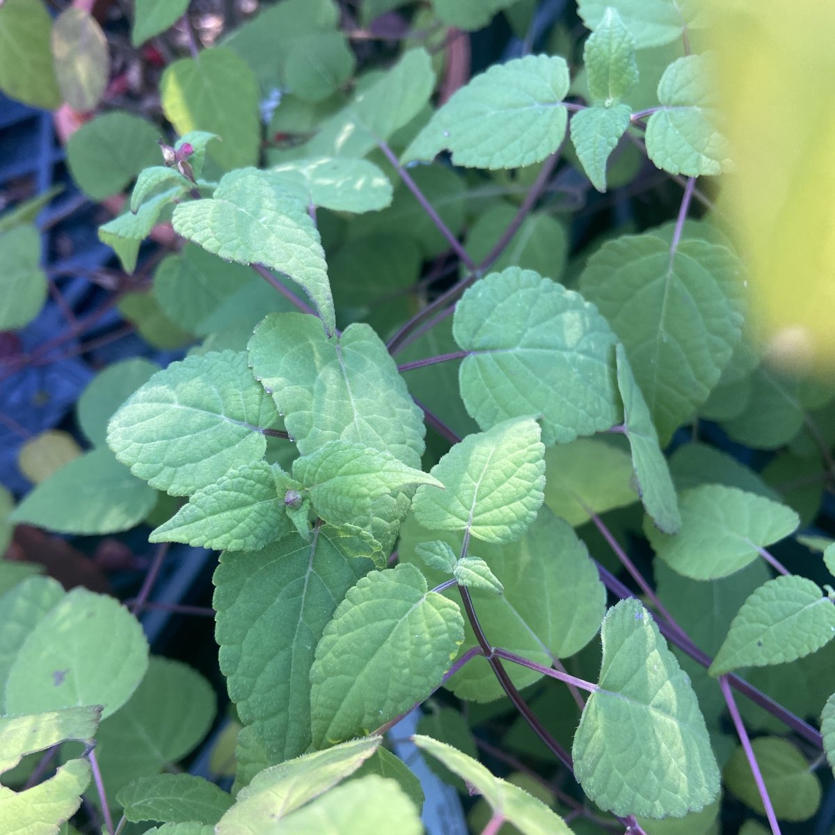 Arbusto - SALVIA holwayi in vendita