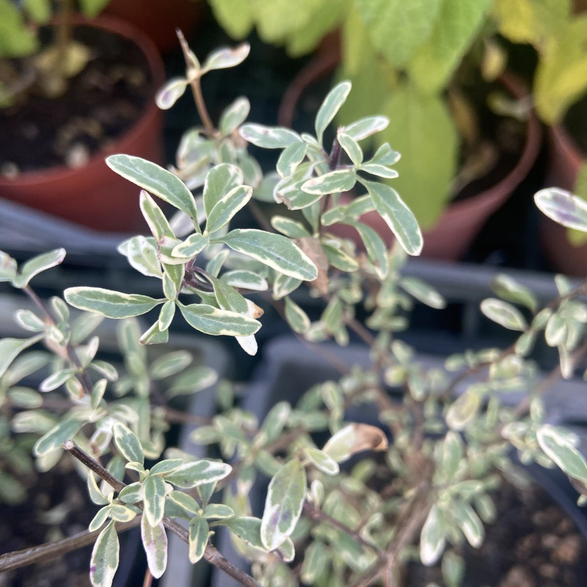 Arbusto - SALVIA microphylla Caramba in vendita