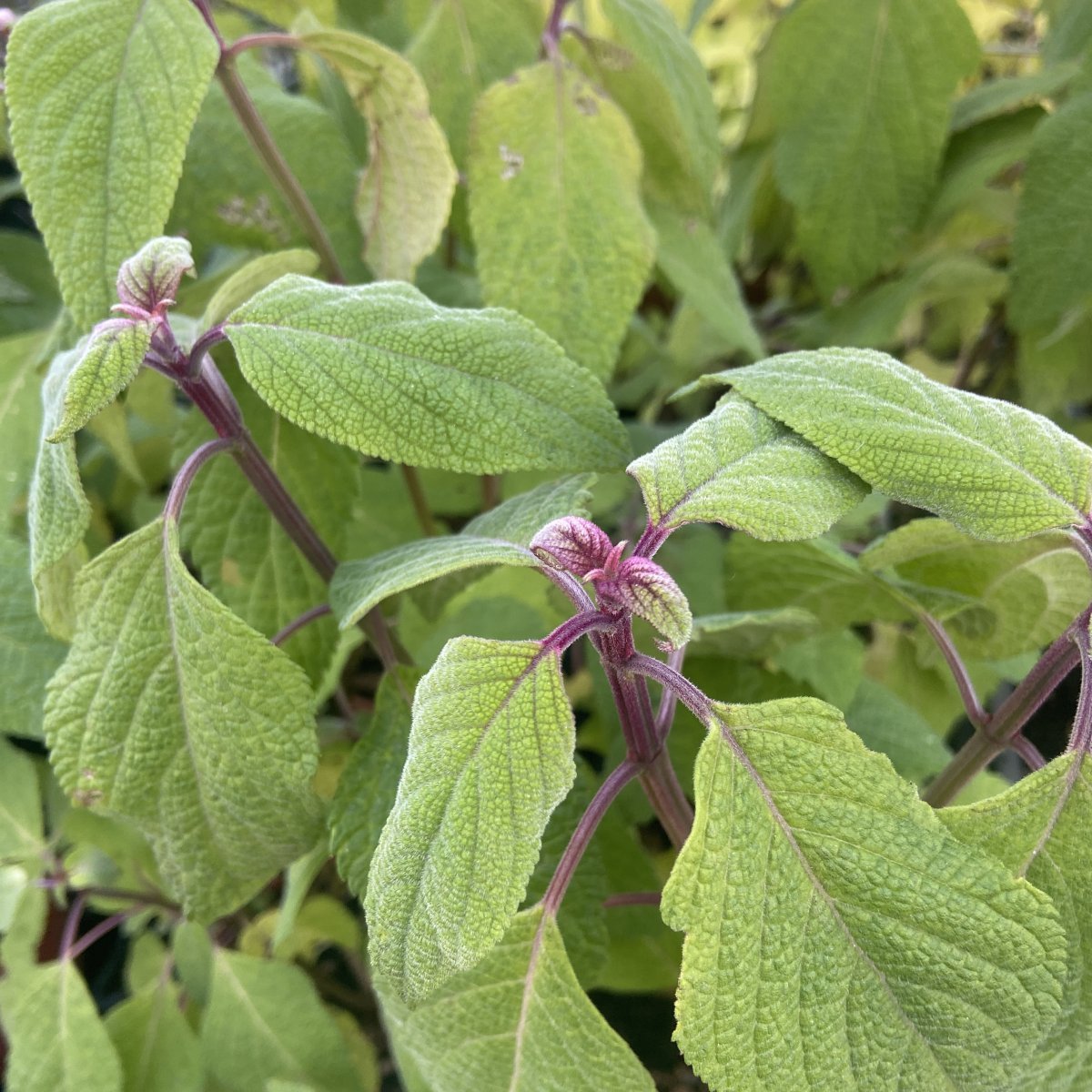 Arbusto - SALVIA confertiflora in vendita