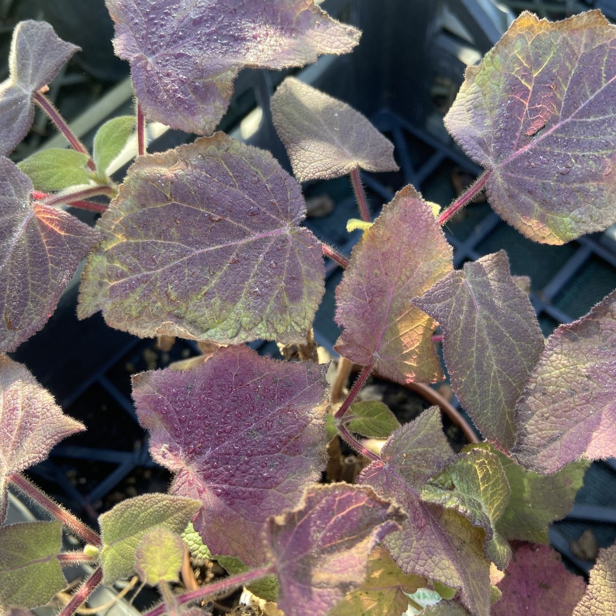 Arbusto - SALVIA macrophylla Purple Leaf in vendita