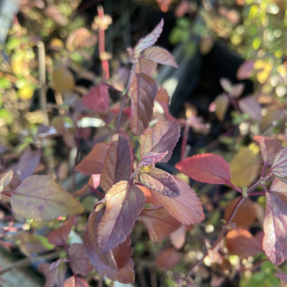 Arbusto - SALVIA x jamensis Cherry Queen in vendita