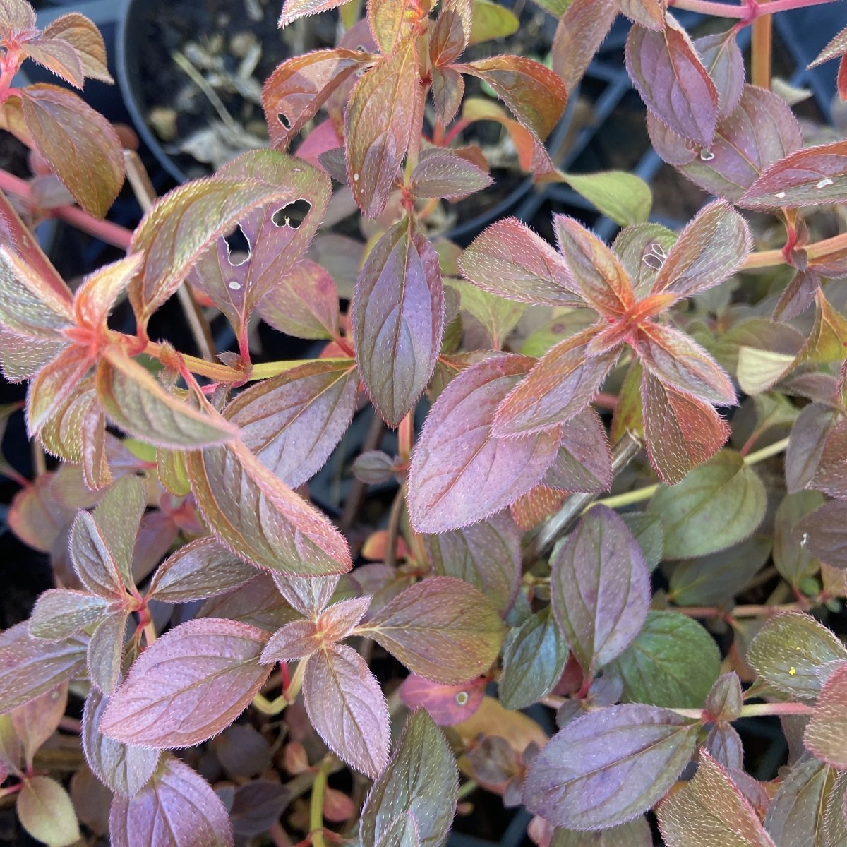 Arbusto - CENTRADENIA floribunda in vendita