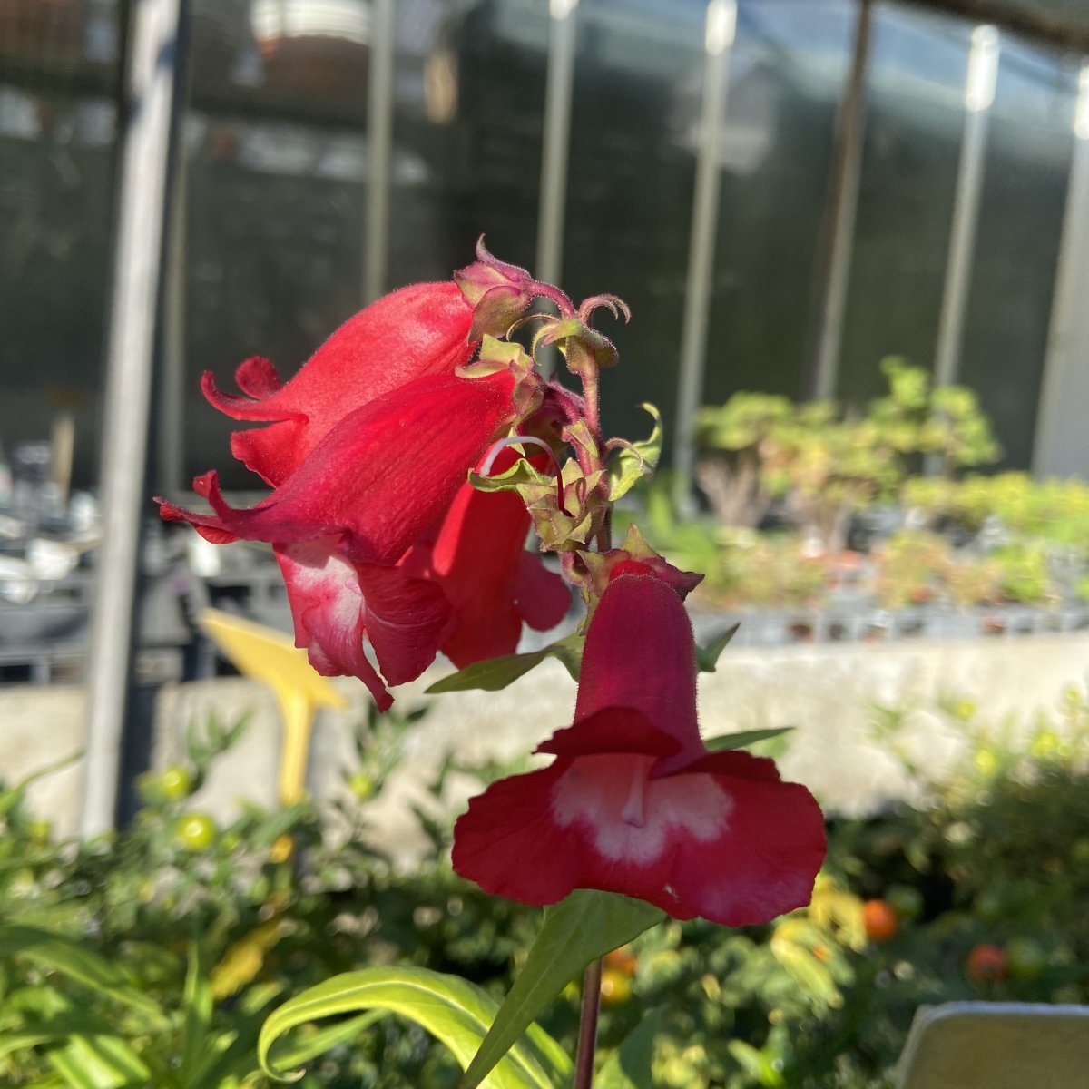 Erbacea - PENSTEMON hartwegii PepTalk Red in vendita