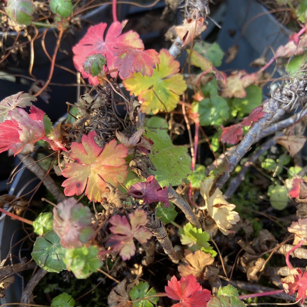 Erbacea - GERANIUM cantabrigiense Biokovo in vendita