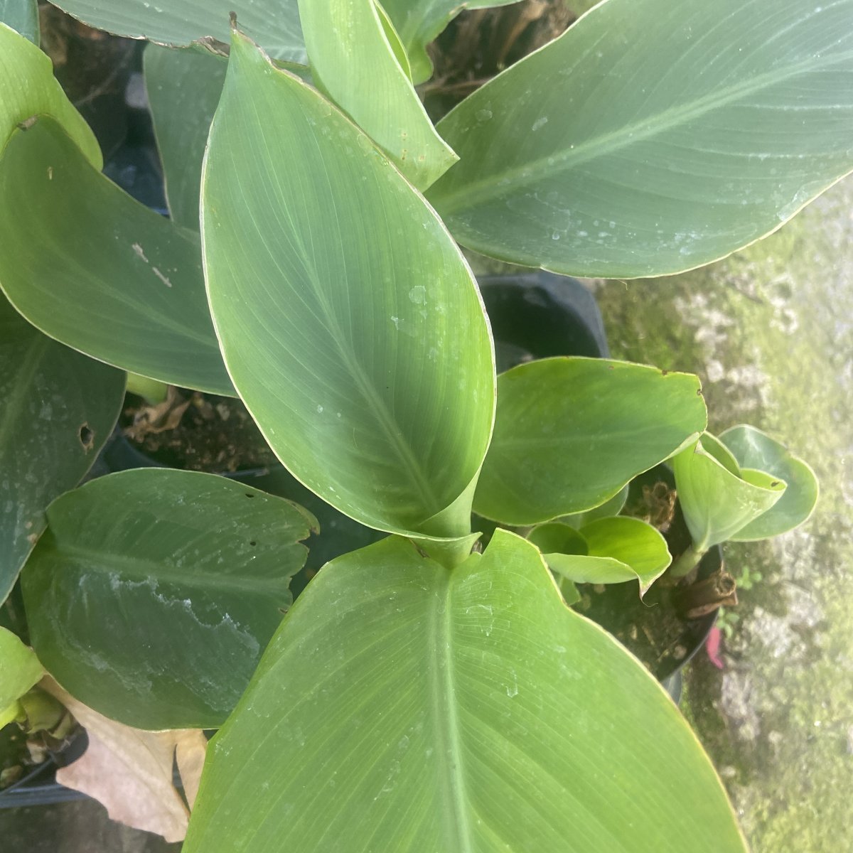 Erbacea - CANNA indica in vendita