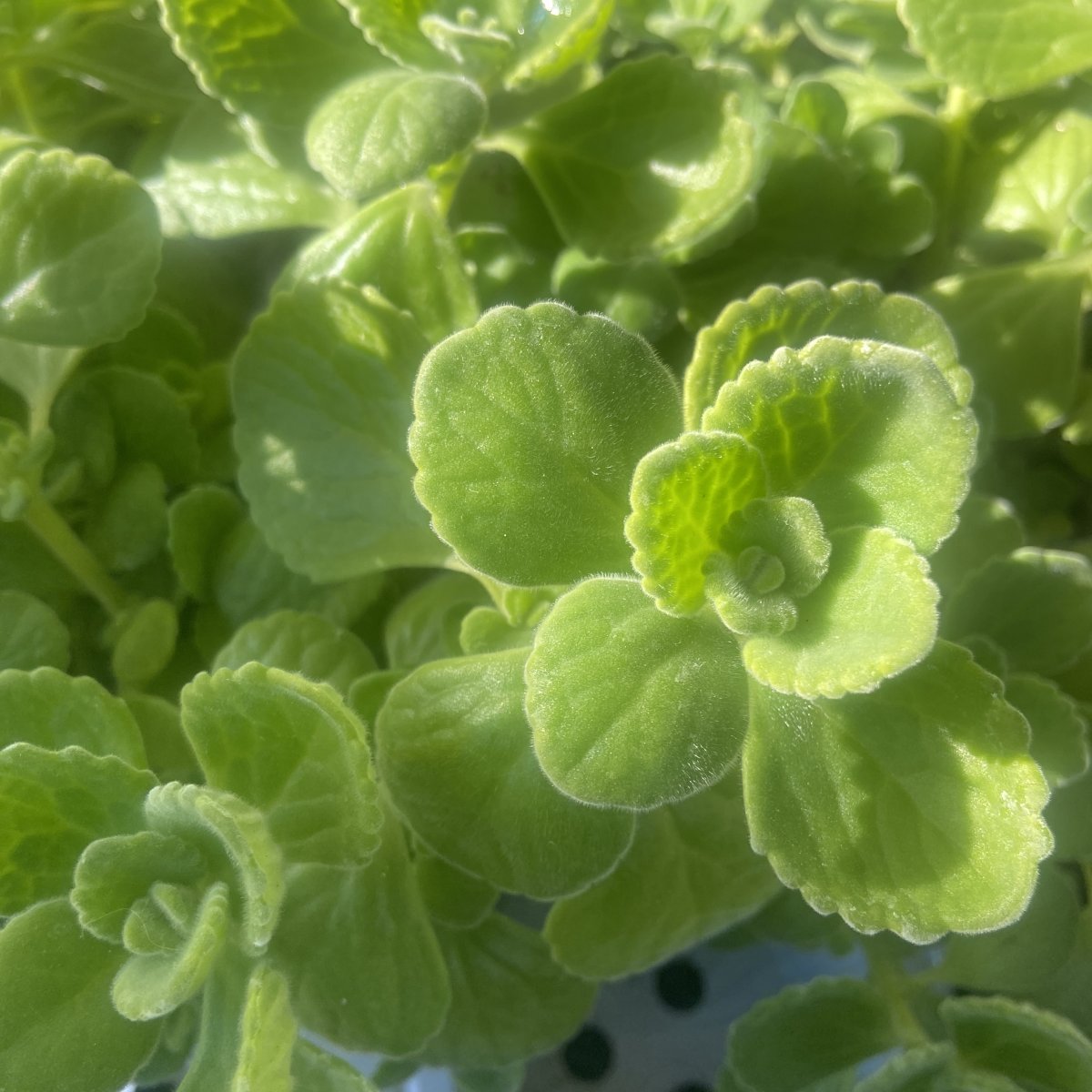 Arbusto - PLECTRANTHUS tomentosa