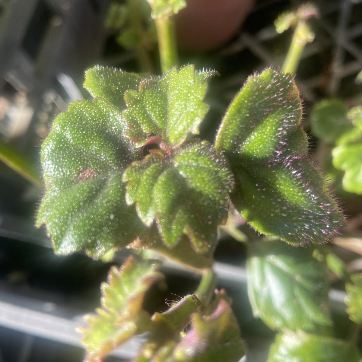 Arbusto - PLECTRANTHUS Magic Mona Purple