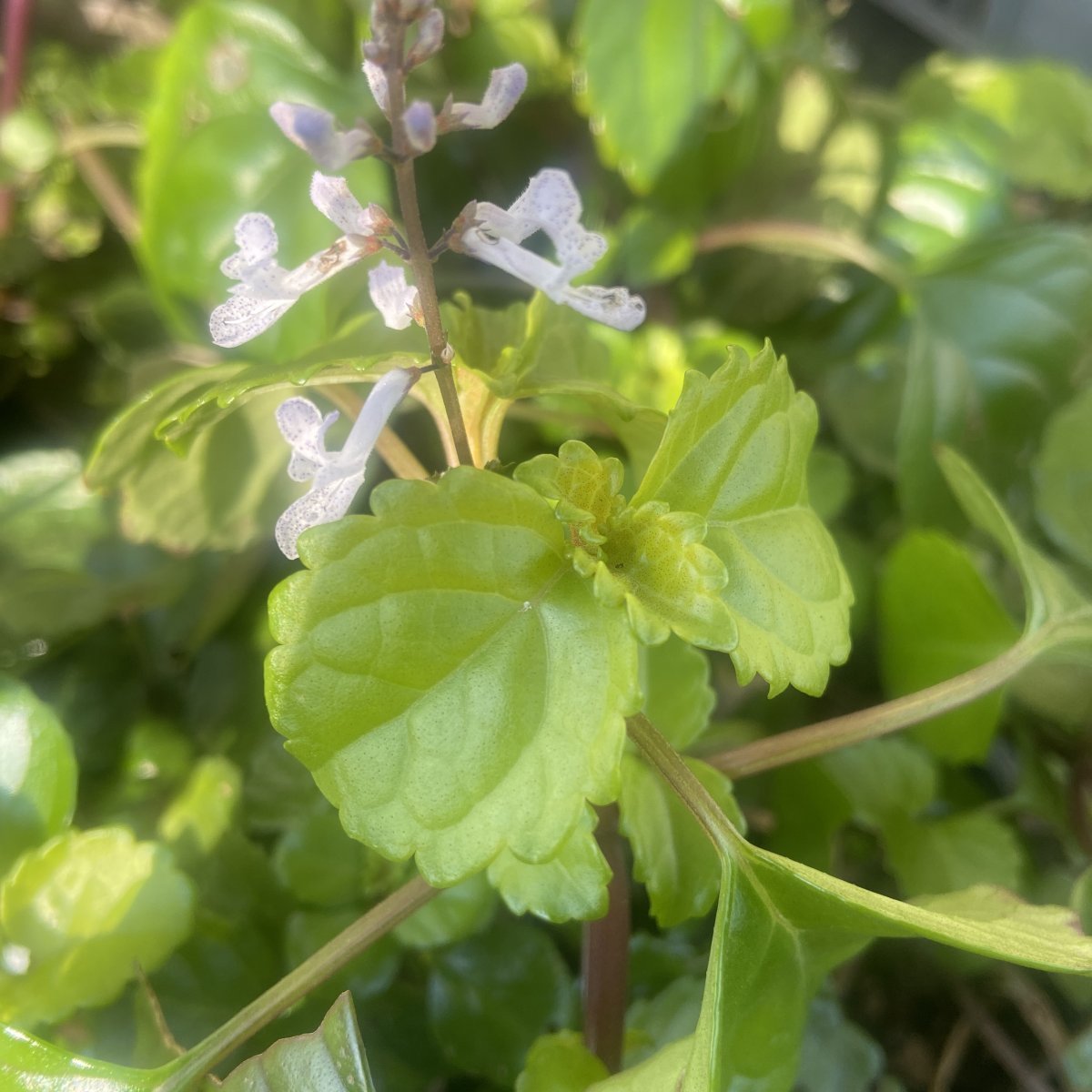 Erbacea - PLECTRANTHUS australis